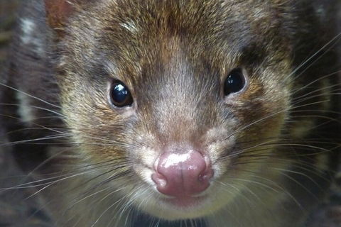 1-Hour Tasmanian Devil Feeding Day Tour At Cradle Mountain - Mackay Tourism 3