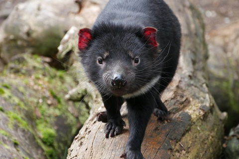 1-Hour Tasmanian Devil Feeding Day Tour At Cradle Mountain - Mackay Tourism 4