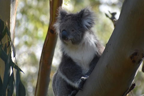 Full-Day Bus Tour Phillip Island Wildlife And Brighton Beach - Mackay Tourism 0