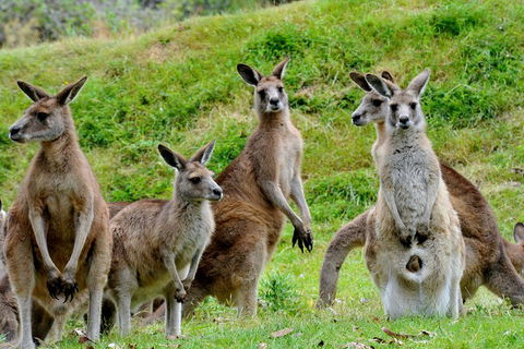 Full-Day Bus Tour Phillip Island Wildlife And Brighton Beach - Mackay Tourism 4