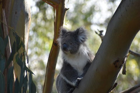 Healesville Sanctuary And Phillip Island Wildlife Bus Tour - Mackay Tourism 0
