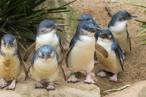 Healesville Sanctuary And Phillip Island Wildlife Bus Tour - Mackay Tourism 2