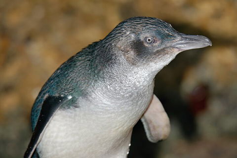 Healesville Sanctuary And Phillip Island Wildlife Bus Tour - Mackay Tourism 4