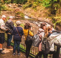 Full-day Springbrook National Park Tour from the Gold Coast - Mackay Tourism