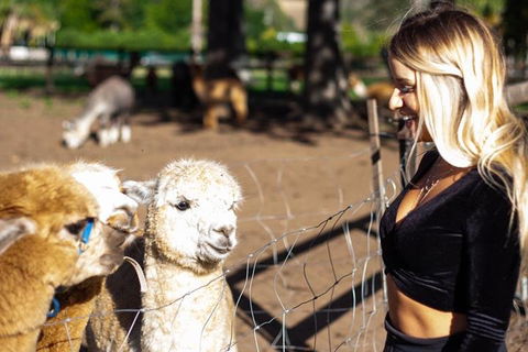 O'Reilly's & Lamington National Park Incl. Alpaca Farm + Vineyard - Mackay Tourism 3
