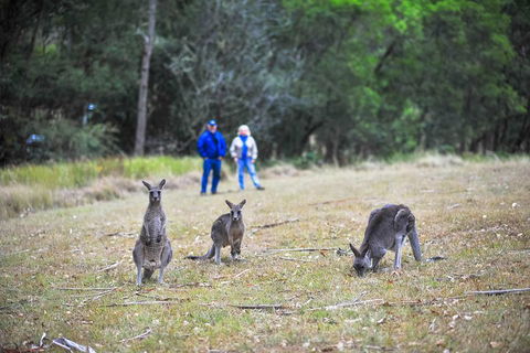 Blue Mountains Private Tour From Sydney - Mackay Tourism 2