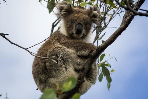 Phillip Island And French Island Wildlife Expedition - Mackay Tourism 3