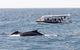 Mooloolaba Whale Watching Tour - thumb 1