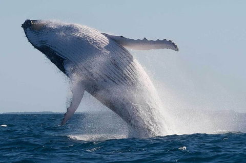 Mooloolaba Whale Watching Tour - Mackay Tourism 3