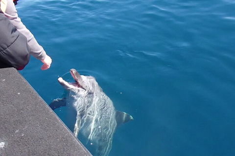 Noosa Wild Dolphin Safari - Mackay Tourism 0