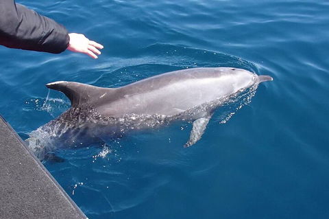 Noosa Wild Dolphin Safari - Mackay Tourism 2