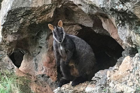 Inside The Greater Blue Mountains World Heritage - A Wildlife Safari Overnight - Mackay Tourism 1