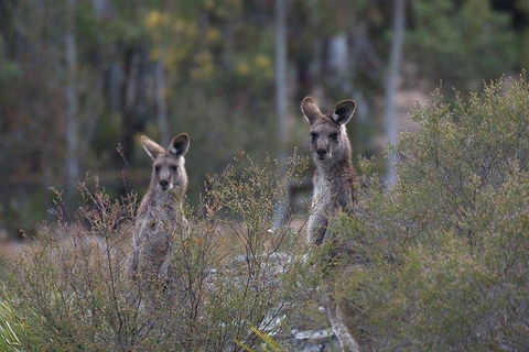 Inside The Greater Blue Mountains World Heritage - A Wildlife Safari Overnight - Mackay Tourism 2
