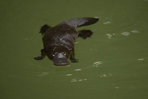 Inside The Greater Blue Mountains World Heritage - A Wildlife Safari Overnight - Mackay Tourism 5