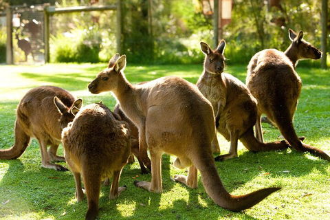 Yarra Valley Wine And Wildlife Self-Driving Tour - Mackay Tourism 4