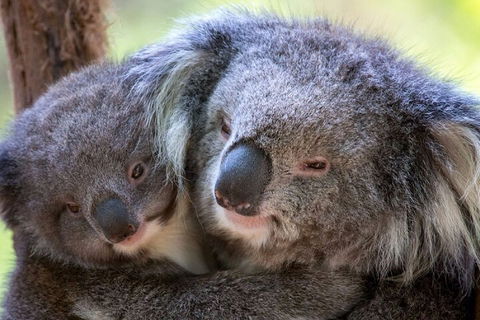 Half-Day Or Full-Day Tour With Private Guide From Melbourne - Mackay Tourism 1