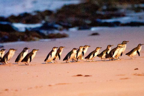 Half-Day Or Full-Day Tour With Private Guide From Melbourne - Mackay Tourism 5