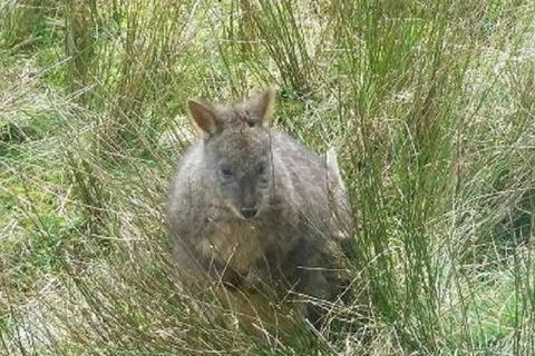 Leven Canyon Day Trip Including Wings Wildlife Park Or Gunns Plains Caves - Mackay Tourism 3