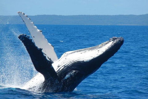 Mooloolaba Whale Watching Tour - Mackay Tourism 0