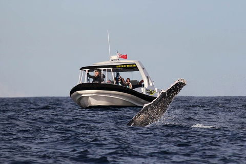Mooloolaba Whale Watching Tour - Mackay Tourism 3