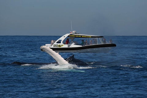 Mooloolaba Whale Watching Tour - Mackay Tourism 5