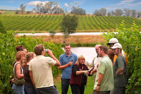 Yarra Valley Balloon Flight And Winery Tour - Mackay Tourism 4