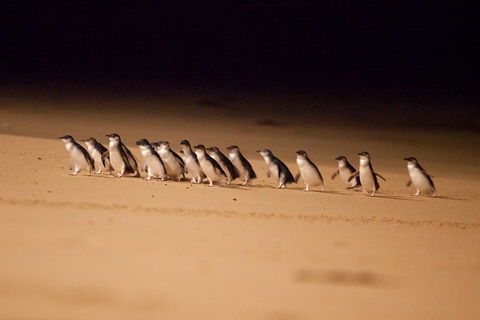 Great Ocean Road & Phillip Island Overnight Tour - Mackay Tourism 2