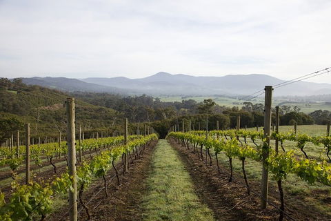 Yarra Valley 2-6 Guests Premium Food And Wine Inc Lunch At Dominique Portet - Mackay Tourism 1