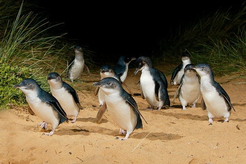Small Group - Phillip Island Hike & Penguin Parade Day Tour From Melbourne - Mackay Tourism 1