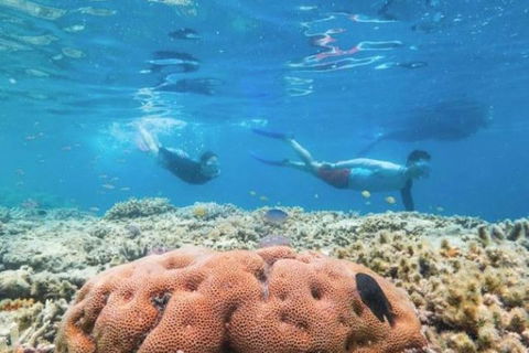 Great Barrier Reef Day Cruise To Reefworld - Mackay Tourism 1