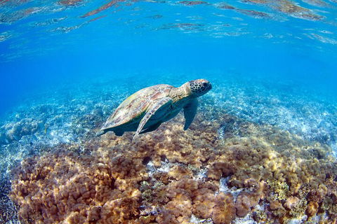 Great Barrier Reef Day Cruise To Reefworld - Mackay Tourism 5