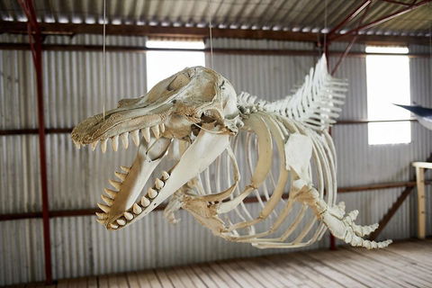 Albany's Whale Story - Mackay Tourism 3