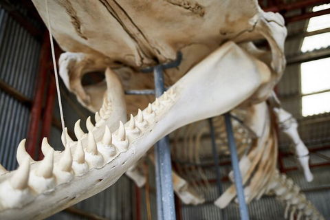 Albany's Whale Story - Mackay Tourism 5