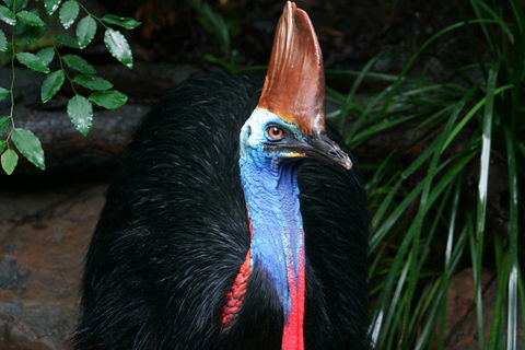 Cape Tribulation, Daintree Rainforest And Wildlife Tour - Mackay Tourism 5