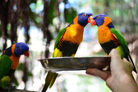 Wildlife Habitat Port Douglas - Mackay Tourism 0