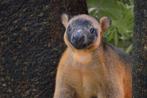 Wildlife Habitat Port Douglas - Mackay Tourism 5