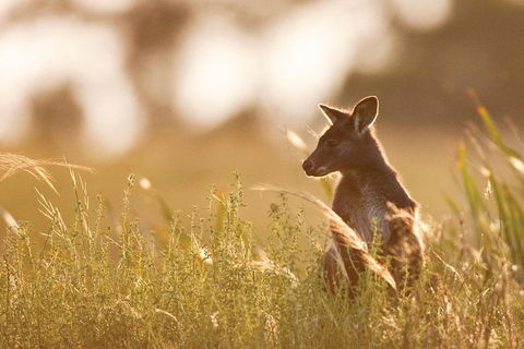 Blue Mountains Day Tour With Wildlife At Sunset From Sydney - Mackay Tourism 2