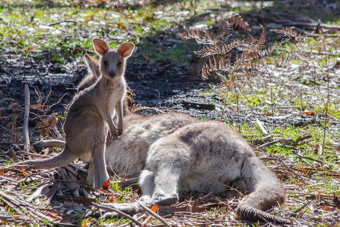 Adelaide To Melbourne 3-Day Trip Through Grampians And Great Ocean Road - Mackay Tourism 5