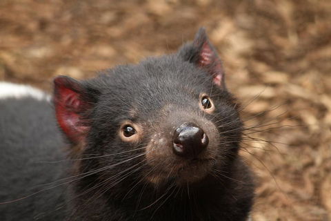 Day Tour In Mt. Field, Mt. Wellington, Bonorong Wildlife Sanctuary And Richmond - Mackay Tourism 4