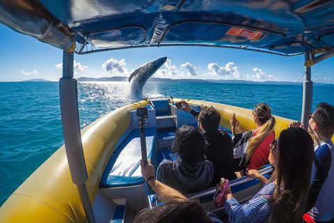 Ocean Rafting Tour To Whitehaven Beach, Hill Inlet Lookout & Top Snorkel Spots - Mackay Tourism 4