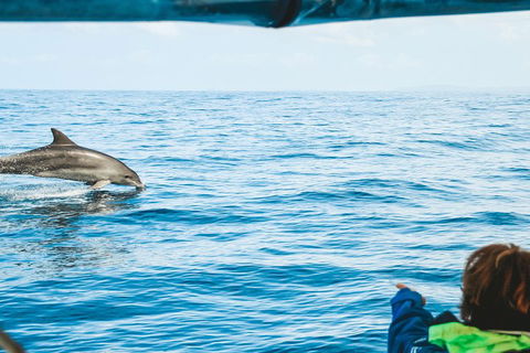 Cruise With Dolphins In Byron Bay - Mackay Tourism 0
