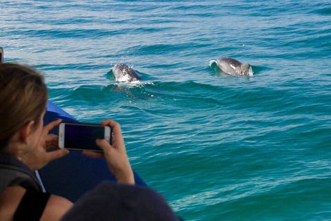 Cruise With Dolphins In Byron Bay - Mackay Tourism 1