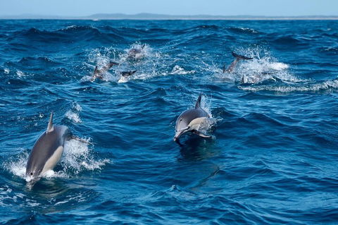 Cruise With Dolphins In Byron Bay - Mackay Tourism 2