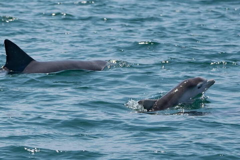 Cruise With Dolphins In Byron Bay - Mackay Tourism 5