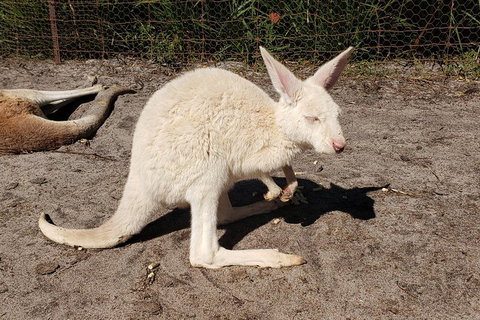 Very Best Of Perth Tour - Wildlife Park & City Highlights Tour - Mackay Tourism 3
