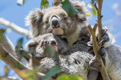 3-Day Adelaide To Melbourne Overland Trip Through Grampians And Great Ocean Road - Mackay Tourism 3