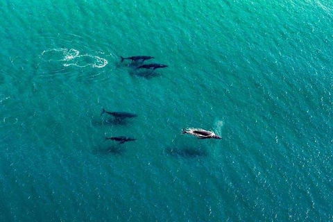 40-45 Minute Port Stephens And Stockton Beach Helicopter Flight - For 2 - Mackay Tourism 0
