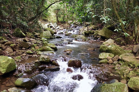 Springbrook Full Day Tour - Mackay Tourism 0