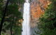 Springbrook Full Day Tour - thumb 5