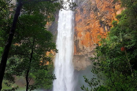 Springbrook Full Day Tour - Mackay Tourism 5